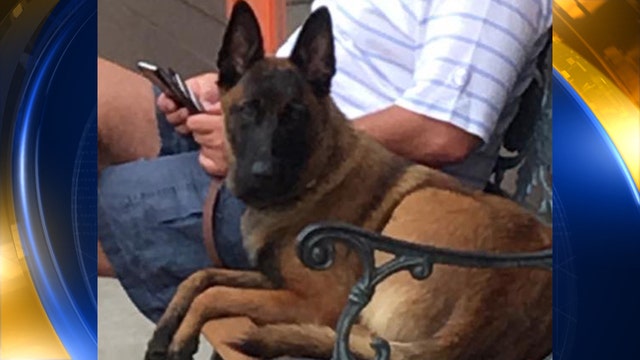 Dog swims more than 6 miles, walks 12 more to find family