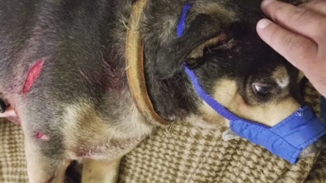 Pit bulls reportedly terrorizing Mission Bend, attacking multiple dogs