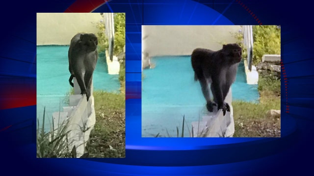 Authorities investigate another Florida monkey sighting