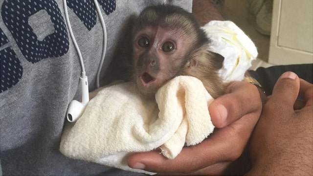 PETA wants Dez Bryant to give up pet monkey