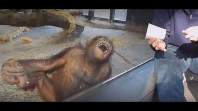 Orangutan goes ape for magic trick at Barcelona Zoo