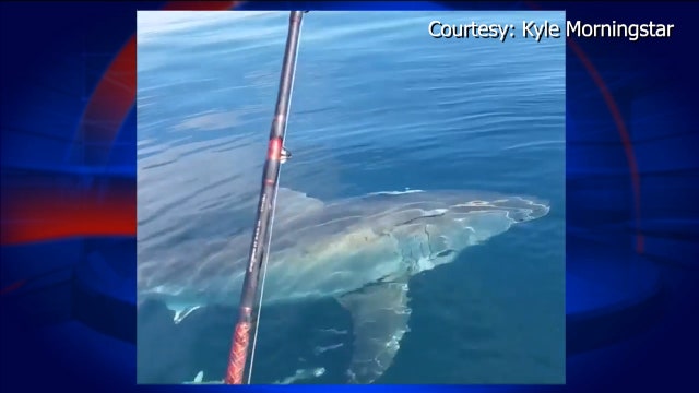 Florida fishermen surprised by Great White shark