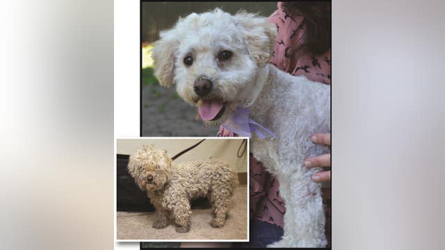 Dog left by dumpster looking for home
