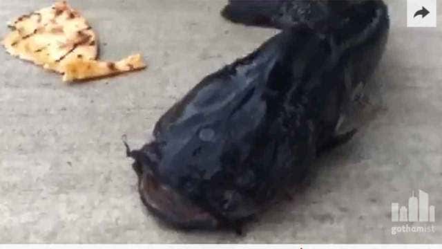 Man says three-eyed fish pulled from Gowanus Canal