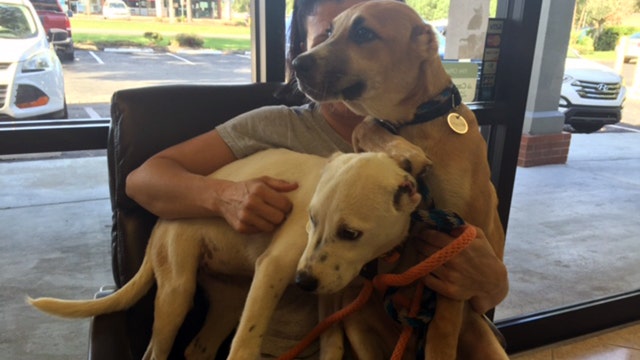 Puppies healing after having ears cut off