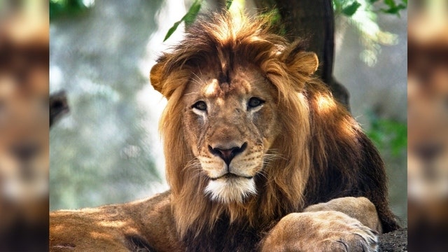 Indianapolis Zoo lioness kills father of her three cubs