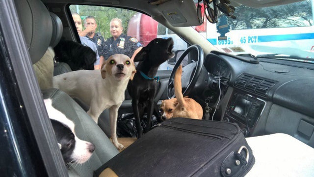 NYC police find woman, 22 dogs living in filthy SUV