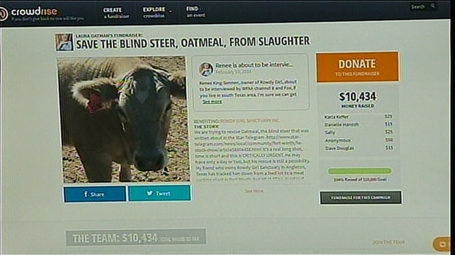 Activists trying to save blind steer named ‘Oatmeal' from slaughterhouse