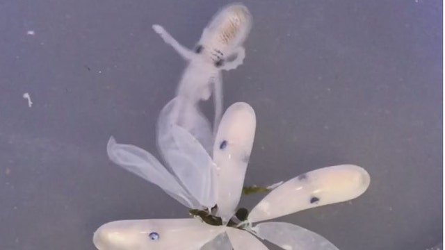 WATCH: The mesmerizing moment octopus babies hatch