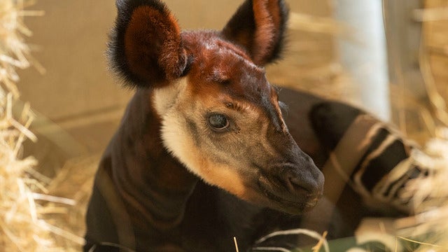Rare okapi born at Disney's Animal Kingdom