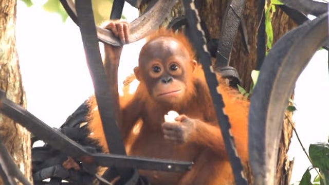 Rescued baby orangutan improving