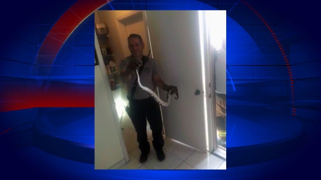 Orlando man finds python in kitchen pantry