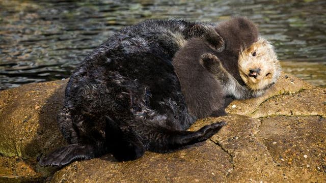 Baby sea otter and mom capture hearts everywhere