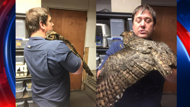 Photos show injured owl hugging the man who took care of her