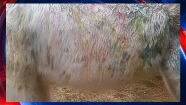 Abused horse shot hundreds of times with paintball gun