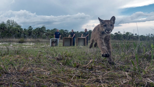 Wildlife agency returns panther family back to the wild