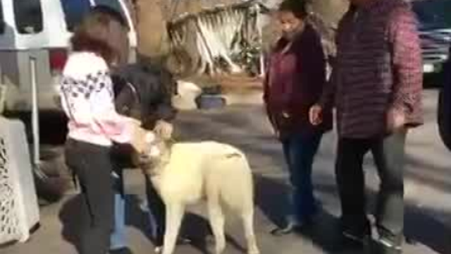 Emotional reunion, 101 days after dog is separated from family in Camp Fire