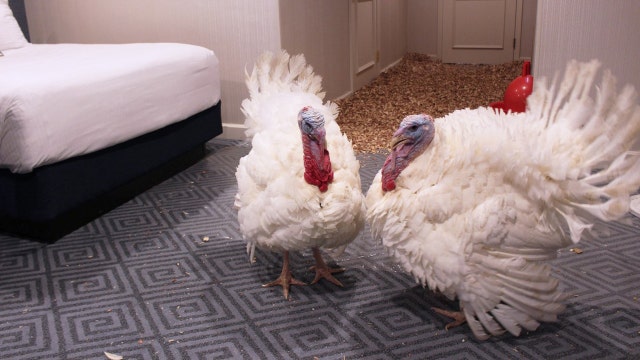 Trump grants poultry pardons to turkeys Peas and Carrots