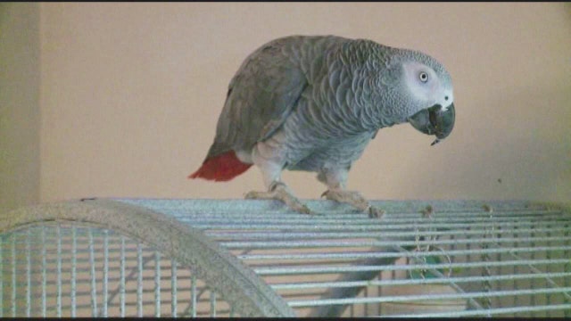 Can a parrot be a key witness in a murder trial?