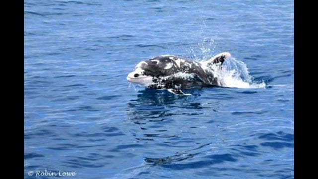 Patches the rare spotted dolphin spotted near Dana Point
