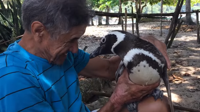 Dindim the penguin swims 5,000 miles to see his soul mate