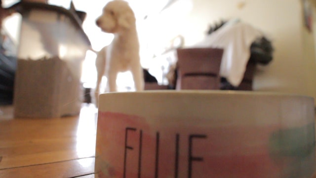 How to pick a healthy pet food product