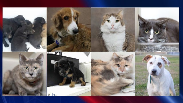 Free adoptions at Harris County shelter to help pets find 'fur-ever' love