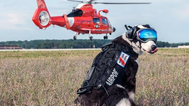 Piper, the 7-year-old Border Collie keeps an airport safe by patrolling the runway