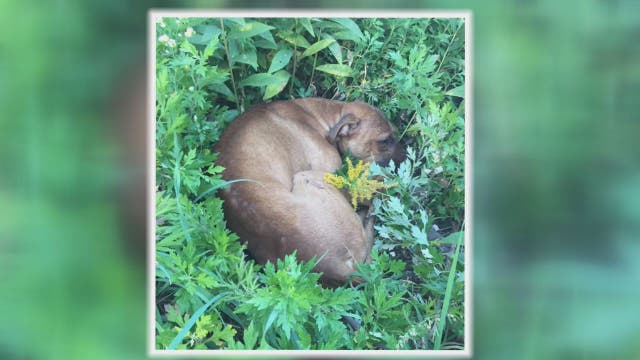 Animal Rescue Helps Dog Allegedly Used for Fighting Then Dumped