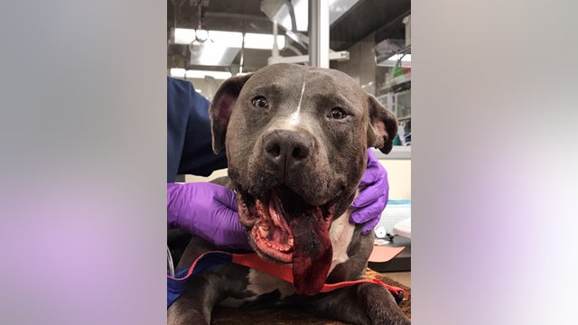 Pit bull puppy brutally beaten by owner