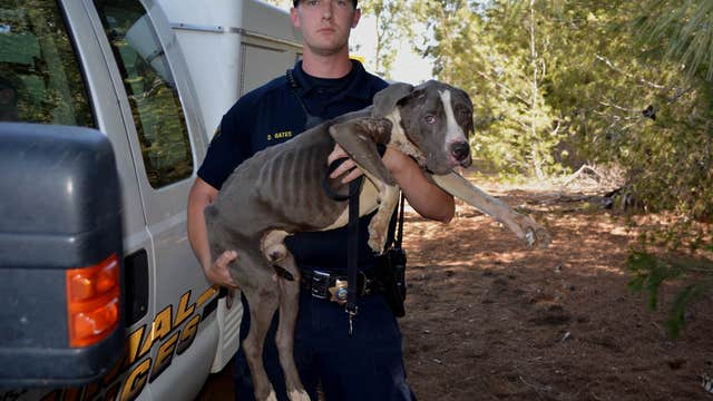 Twenty-seven Pitbulls rescued from home in Riverside