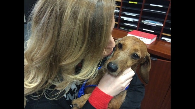 Cute Alert: Peanut the Pup, up for adoption!