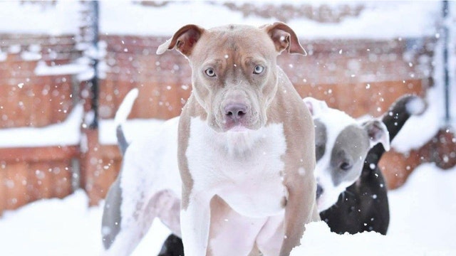 'Persistent' pit bull saves owners from carbon monoxide poisoning