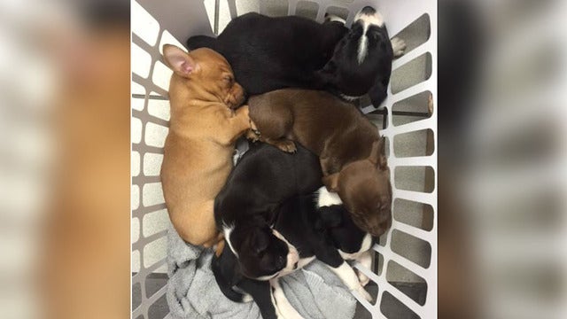 Laundry basket full of puppies dumped on side of road