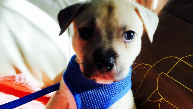 Suspect in hit-and-run leaves puppy at crash site