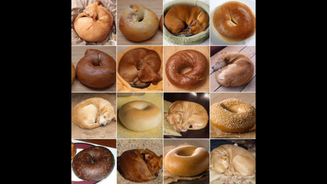 Puppy or bagel?
