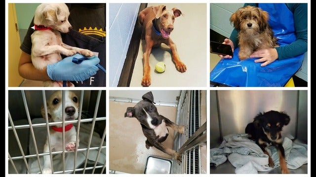 Election therapy - watch our puppy cam