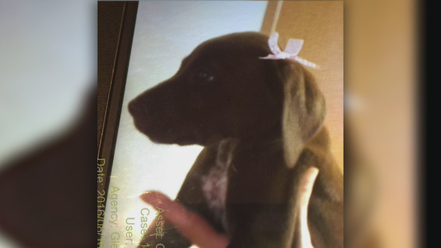 Dog dies on Glendale apartment's patio, possibly due to heat