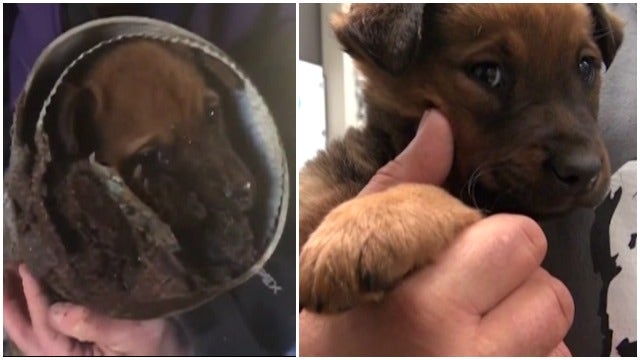 Rescue Team Saves Puppy Stuck in Pipe
