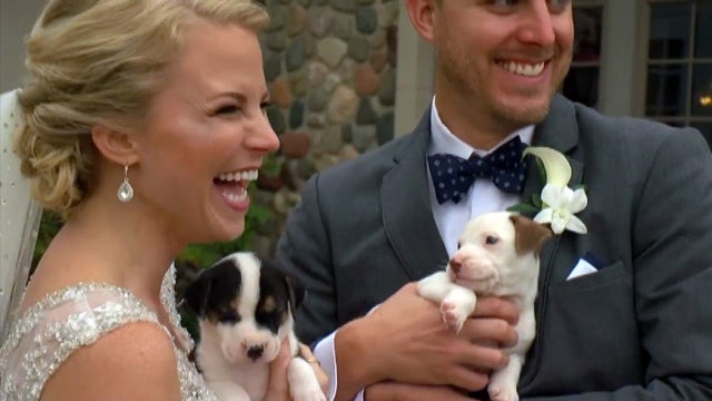 Puppies replace flowers at dog lovers' wedding