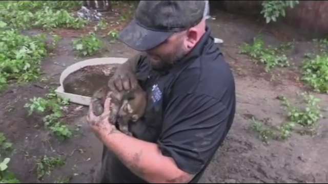 11 dogs rescued from hole after storm