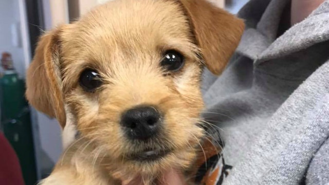 Puppy dies after eating 50 short ribs