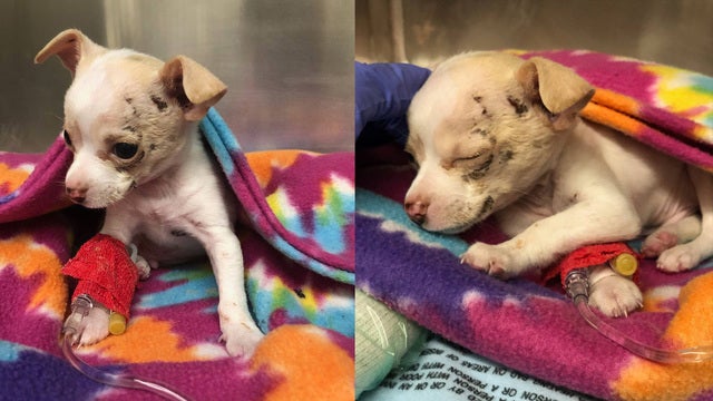 'Miracle puppy' recovering after being snatched by hawk and dropped mid-air