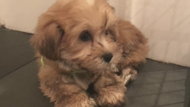 Houston couple says they got a sick puppy from local pet store