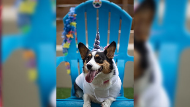Local pups celebrate Pride month with games and treats
