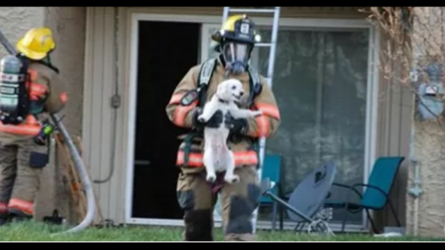 PHOTOS: Puppy smiles while being rescued from burning apartment