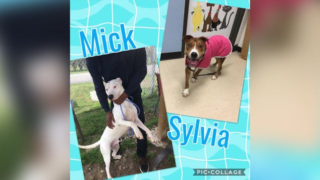 Only hours left for 2 dogs at Fort Bend County Animal Shelter