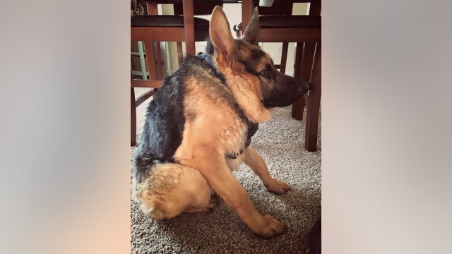 Meet Quasimodo, 1 of just 13 dogs with short spine syndrome