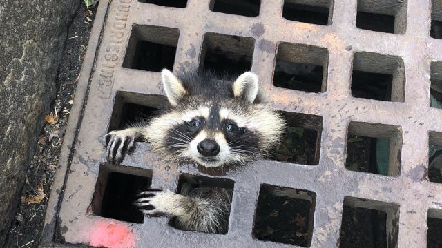 ‘We rescue citizens both big and small': Firefighters free adorable raccoon's head from grate