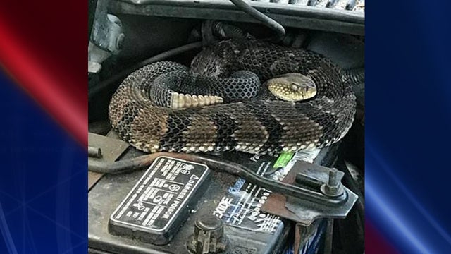 Man finds rattlesnake under hood while trying to start car